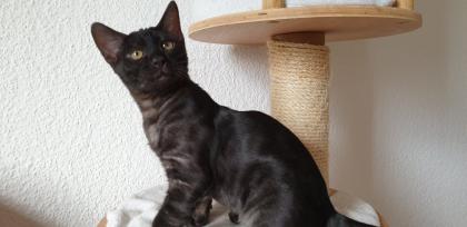 Seltener silver smoke Bengal Kater Abholbereit