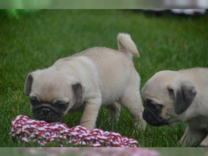 Perfekte Reinrassige Mops Welpen 10 Wochen Alt -