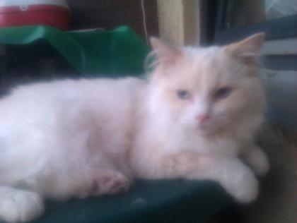 Wunderhübscher Ragdoll