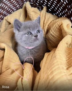 BKH reinrassige Kitten in Blue mit Stammbaum