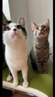 Geschwister Katzen suchen liebevolles Zuhause EKH