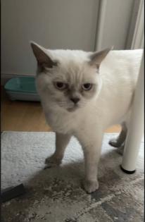 Abgabe bereite BKH blue point kitten Nur 1 männlich übrig