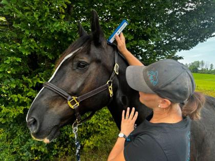 Tierosteopathie, Tierphysiotherapie, Tierakupunktur