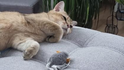 BKH DECKKATER PASCHA