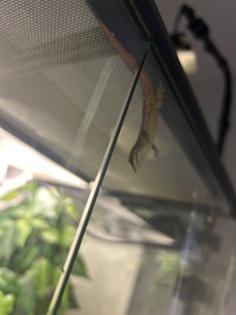 2 Blautaggeckos, 1 Goldstaubgecko