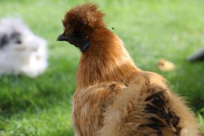 Reinrassige Zwergseidenhühner Bruteier, Küken und Jungtiere