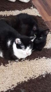 Katzen Geschwister abzugeben wegen umzug