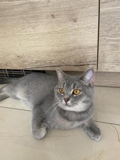 BKH Katze