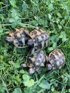 Griechische Landschildkröte, NZ 2013