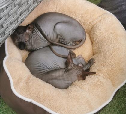 Canadian Sphynx Katzen und Kater