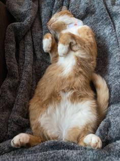 Kater/Katze Loki vermisst 14947 Nuthe-Urstromtal Hennickendorf