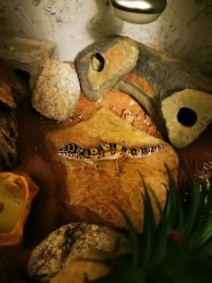 Leopardgeckos inkl Terrarium