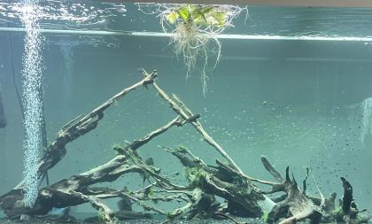 Diskusfische / Aquariumauflösung