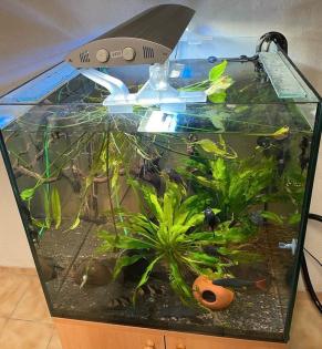 Aquarium komplett mit Fischen und Zubehör