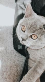 BKH Deckkater