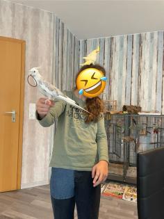 Nymphensittiche Wellensittiche mit Voliere