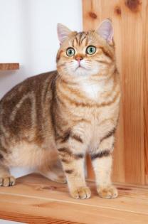 Deckkater Sammy mit Stammbaum, grüne Augen, black golden tabby classic