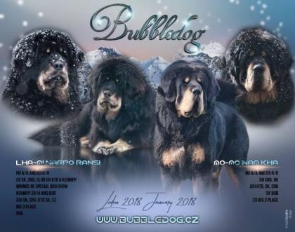 Tibetmastiff, Tibetdogge, Do-Khyi