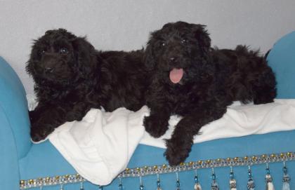 Zauberhafte Blackdoodle Goldendoodle Welpen abzugeben