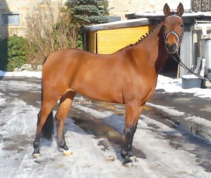 Biete Reitbeteiligung auf bildhübscher Ponystute