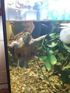Wasserschildkröte inkl. Aquarium Zubehör