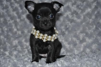 Chihuahua Welpen in Kurzhaar mit Ahentafel