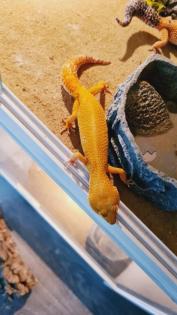 Leopardgecko NZ