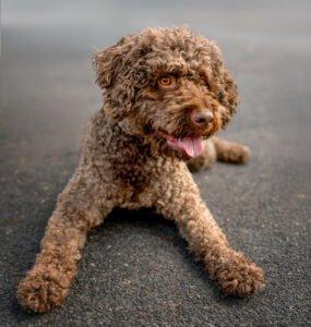 LA-CODY - männlich 5 Jahre 51 cm 18 kg Lagotto Romagnolo Gechipt Nicht kastriert