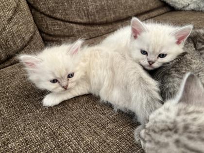 5 Wunderschöne BKH Kitten