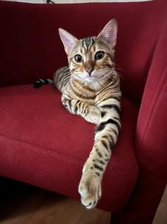 Bengalkater 8 Monate