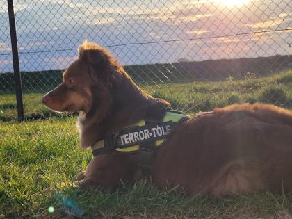 Australian Shepherd Welpen Black Tri w/c Rüde