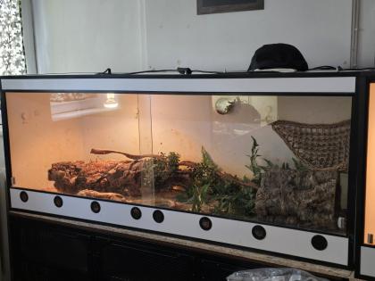 Wunderschöne Boa Constrictor Imperator mit Terrarium