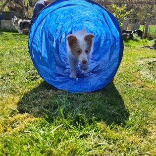 Border Collie Welpe mit Papieren