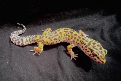 Leopardgekos weiblich aus 2022