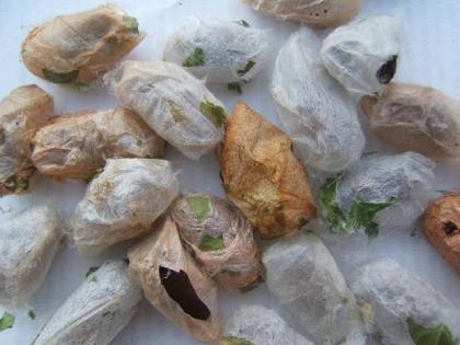 Asiatische Motten zu sehr guten Großhandelspreisen
