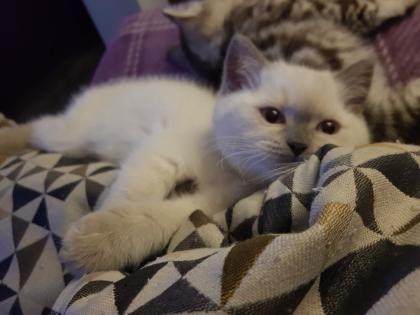 BKH Kitten Britisch Kurzhaar