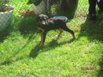 Dobermann Welpen