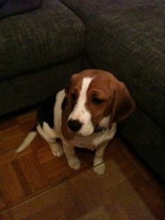 Süsse Beagle Hündin, 1 Jahr