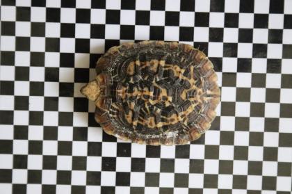 Spaltenschildkröten Malacocerchus tornieri Nachzuchten