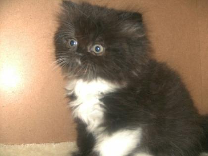 3 SüßePerserkitten