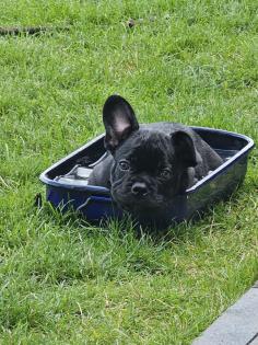 Französische Bulldoggen