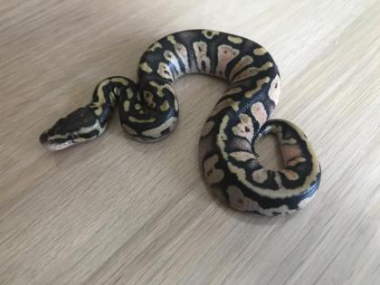 Inferno Pastel Echni Fader het piebald 9 Python regius