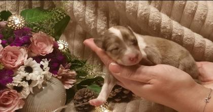 Collie Welpen amerik. Typ sable merle mit Papieren