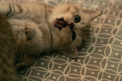 Süße BKH Kitten, British Kurzhaar Katzenbabys