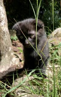 2 BKH Kitten 12 Wochen
