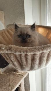 1 Perser Katerchen sucht noch Kuschelpersonal