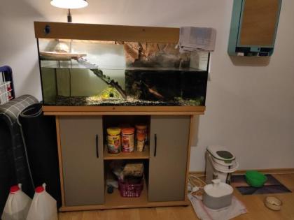 Verkaufe Rotwangenklappschildkröte mit Becken und viel Zubehör