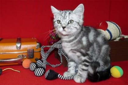 BKH - Silbertabby - Katerchen mit Stb. , Whiskaskater, nur in liebevolle Hände,