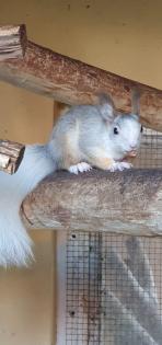 Suche ein Eichhörnchen Bock/Weibchen in creme oder rot mit weiß im Fell, würde auch 1, 0 Tausch
