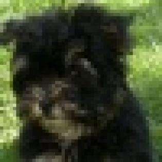 Deckrüden Yorki Black